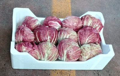 Foto Radicchio Tondo Origine Italia Marchio Pallotta           1